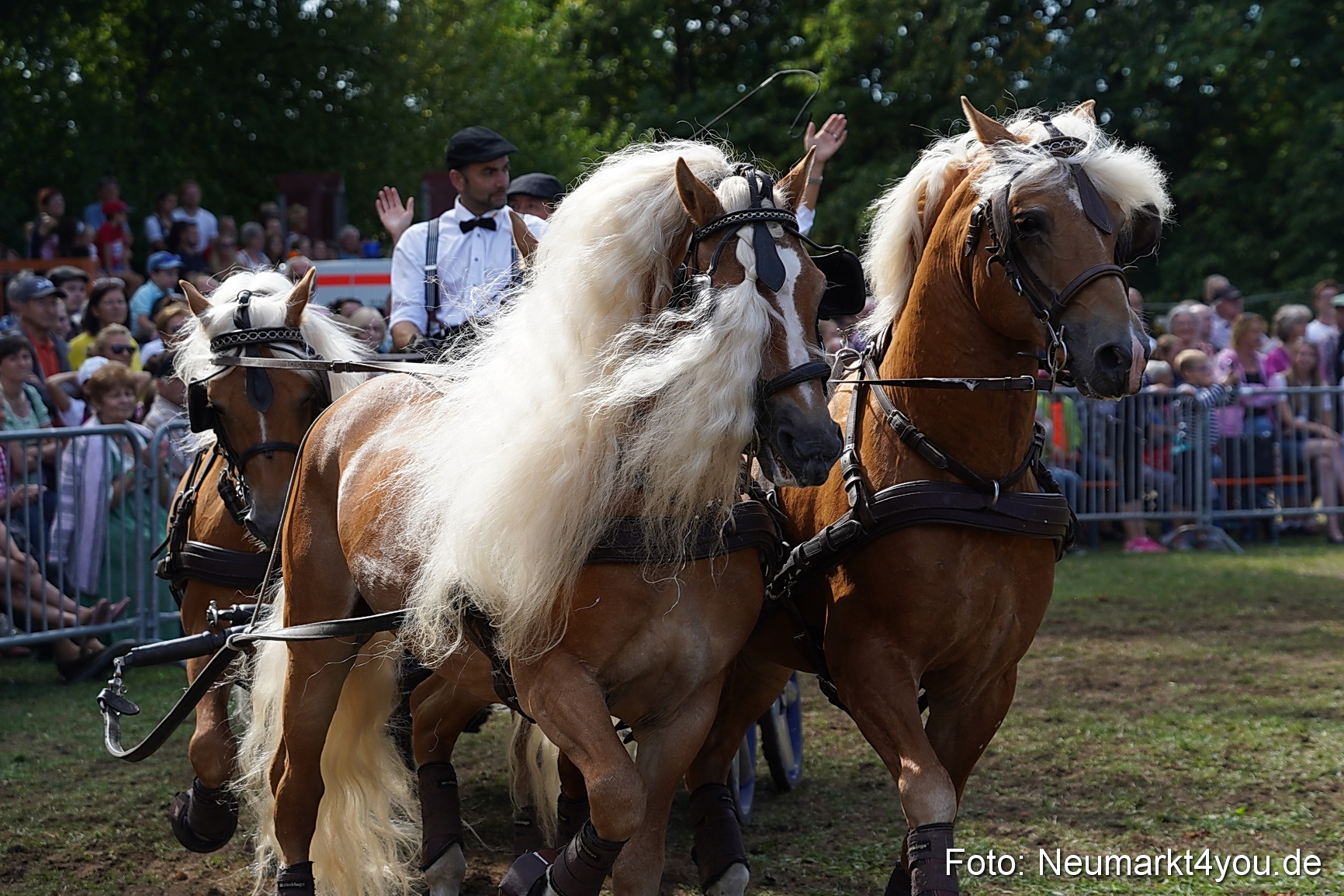 Pferde und Fohlenschau 2022 0251 